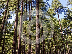 Swat valley kalam deodar trees natrual forest photo