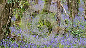 Swathe of Bluebells in woods near Coombe in Cornwall photo