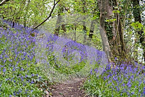Swathe of Bluebells in woods near Coombe in Cornwall photo