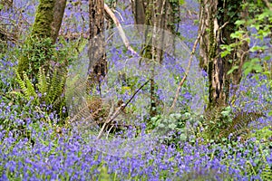 Swathe of Bluebells in woods near Coombe in Cornwall photo