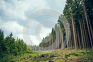 Swathe through the forest