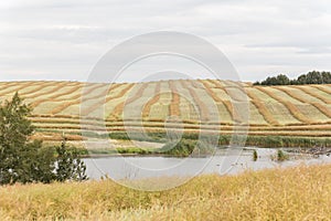 Swathed farm field on a hillside photo