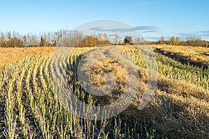 Swathed rows of Canola field