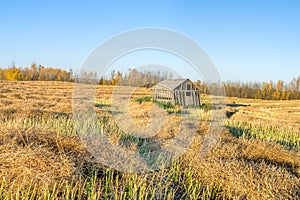 Swathed rows of Canola field with weathered shed photo