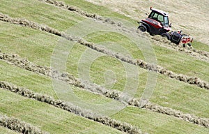 Swather windrower and rows of cut hay windrow