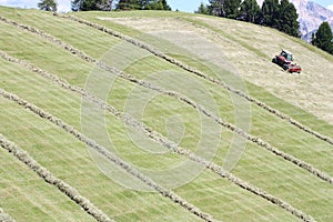 Swather windrower and rows of cut hay windrow