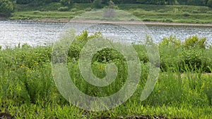 Swaying bushes by the lake