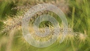 Swaying grass flowers