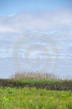 Swaying grasses in the coastal wetlands of South Texas.
