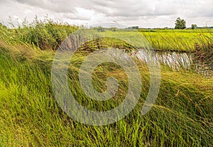 Swaying grasses, reeds and rushes along a Dutch polder ditch