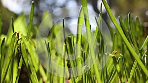 Swaying grasses in the wind. Earth Day or Carbon Net Zero concept 4k video