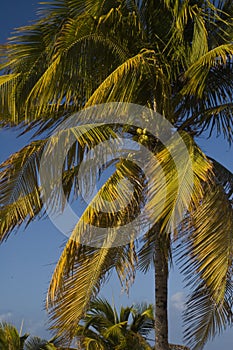 Swaying Palm photo