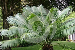 Swaying Palm Leaves