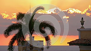 Swaying palm tree leaves against a golden sunset of sea.