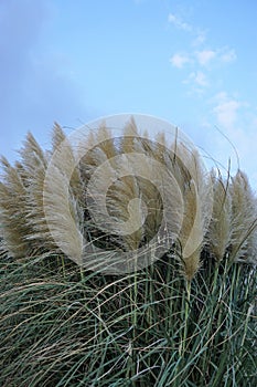 Swaying plants in the wind.