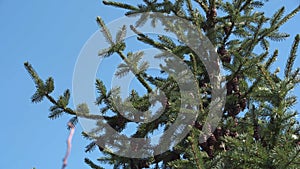 A swaying spruce tree with pinecones against a blue sky.