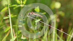 Swaying vagrant darter, Netherlands