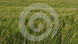 Swaying wheat field