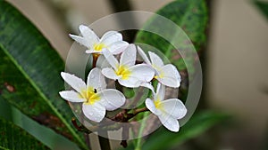 Swaying white plumeria flowers on bunch after rain