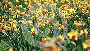 Swaying from the wind daffodils in the field, on a Sunny day.