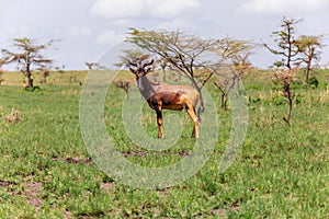 Swayne`s Hartebeest antelope, Ethiopia wildlife