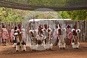 Swazi warriors