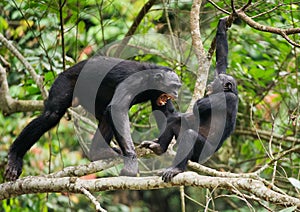 The Swearing and Aggressive Bonobo ( Pan paniscus), photo