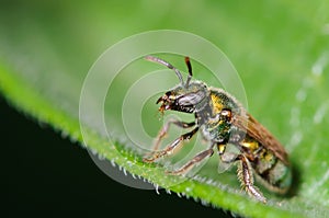 Sweat Bee