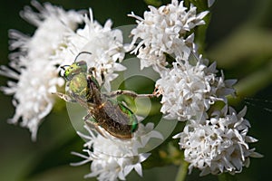 A sweat bee feeds on a bunch of small white flowers