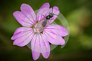 Sweat bee Lasioglossum sp