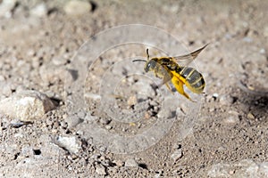 Sweat bee Lasioglossum sp., Malta, Mediterranean