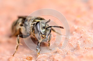 Sweat Bee