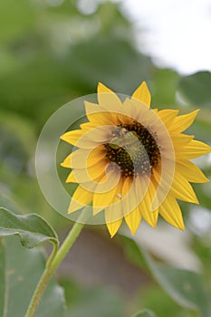 Sweat bee on a sunflower