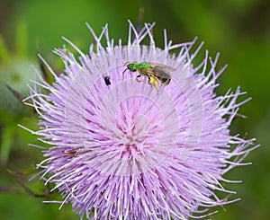 Sweat Bee on Thistle