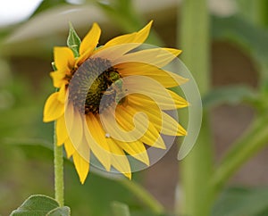 A sweat bee on a yellow sunflower