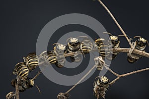 Sweat bees or Halictidae perching on the branch or twig