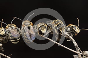 Sweat bees or Halictidae perching on the branch or twig