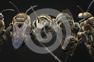 Sweat bees or Halictidae perching on the branch or twig