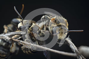 Sweat bees or Halictidae perching on the branch or twig