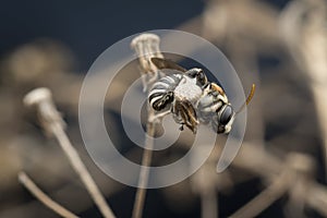 Sweat bees or Halictidae perching on the branch or twig