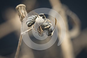 Sweat bees or Halictidae perching on the branch or twig