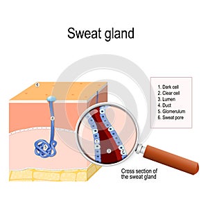 Sweat gland