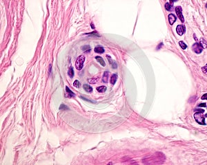 Sweat gland. Intradermal duct