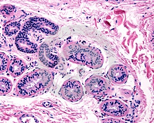 Sweat gland. Secretory unit