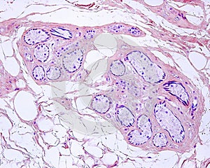 Sweat gland. Secretory unit. Mallory PTAH stain