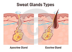 Sweat glands. Apocrine and eccrine gland anatomy. Cross section