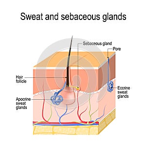 Sweat glands apocrine, eccrine and sebaceous gland. Cross section of the Human skin with hair follicle, blood vessels and glands