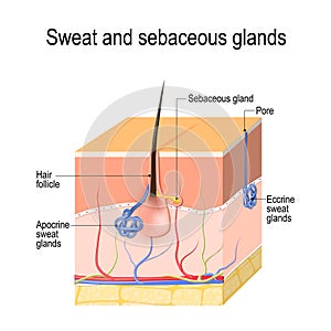 Sweat glands apocrine, eccrine and sebaceous gland. Cross section of the Human skin with hair follicle, blood vessels and glands photo