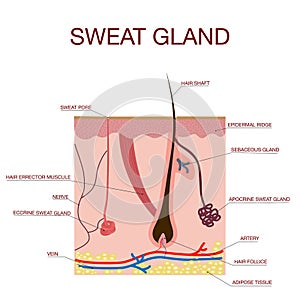 Sweat glands apocrine, eccrine and a sebaceous gland.Healthy skin anatomy