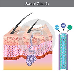 Sweat Glands. Illustration.
